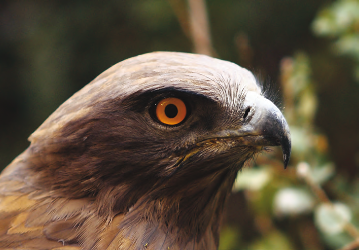 Águila culebrera