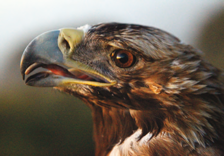 Águila imperial