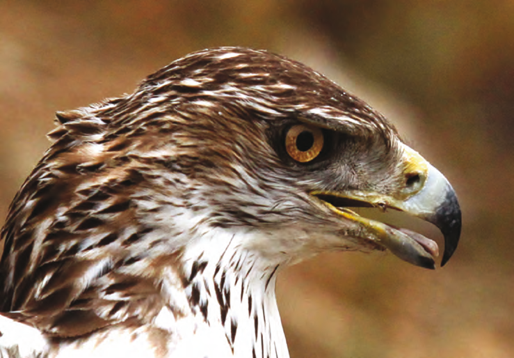 águila perdicera